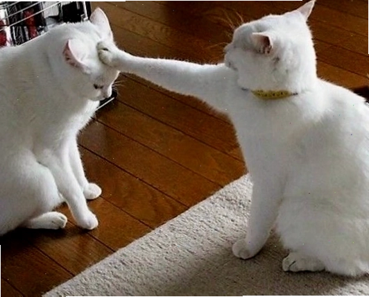 Meme mèo hài hước với biểu cảm ngạc nhiên