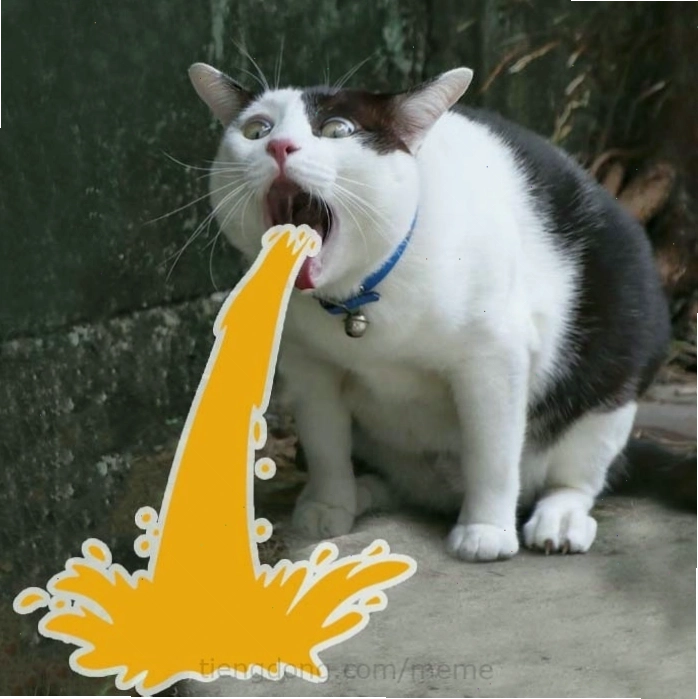 Meme mèo với ánh mắt dò xét và nghi ngờ