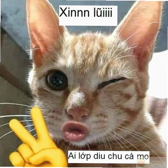 Meme mèo với ánh mắt năn nỉ, đáng yêu