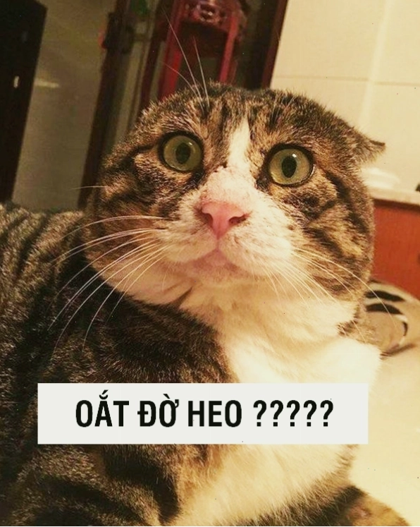 Meme mèo với biểu cảm "không thể tin nổi"