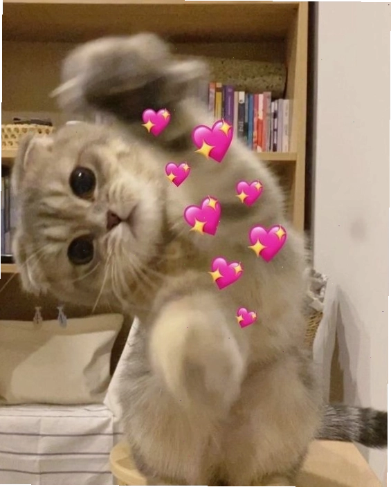Meme mèo với vẻ mặt "ngây thơ vô số tội"
