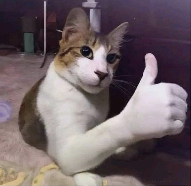Meme quê độ vì những tình huống khó đỡ