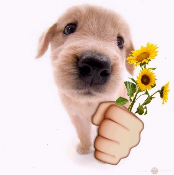 Meme tặng hoa hướng dương với thông điệp tích cực và vui vẻ