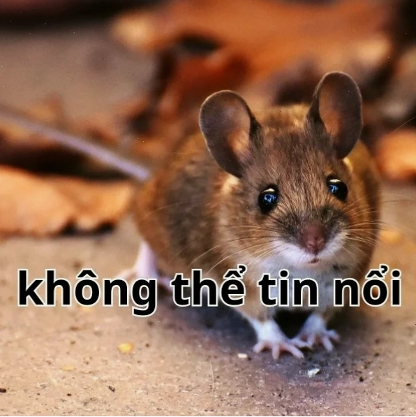 Meme thật không thể tin nổi