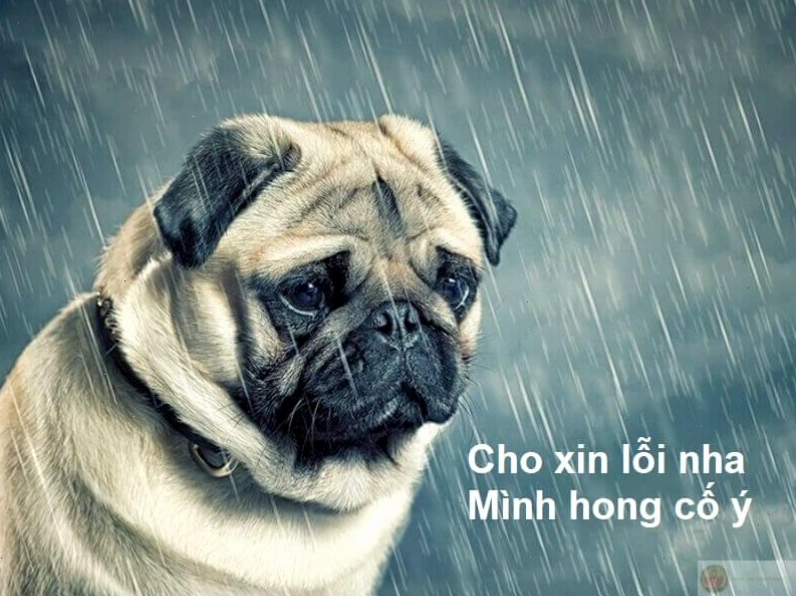 Meme xin lỗi đáng yêu với hình ảnh động vật ngộ nghĩnh
