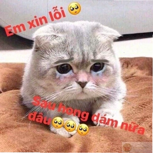 Meme xin lỗi thường xuyên nhưng vẫn chân thành