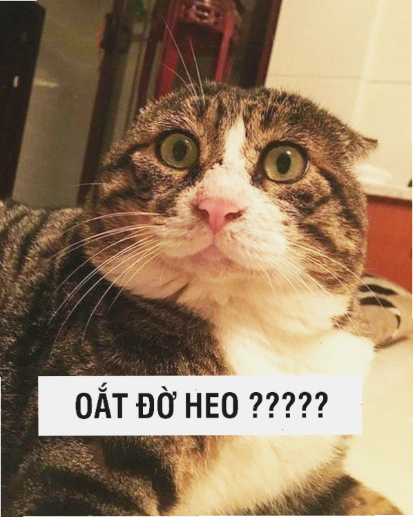 Mèo meme biểu cảm 