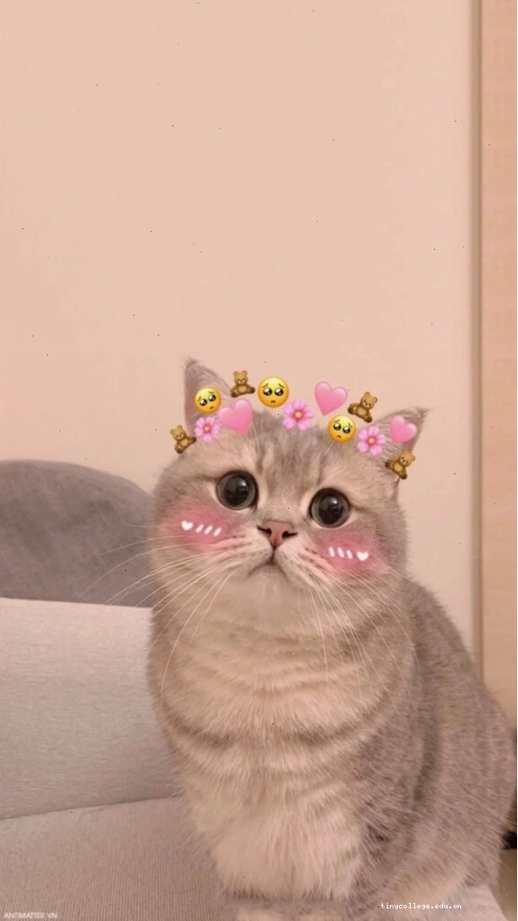 Mèo meme đang làm nũng