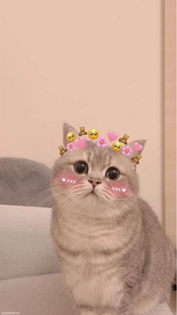 Mèo meme đang lim dim ngủ