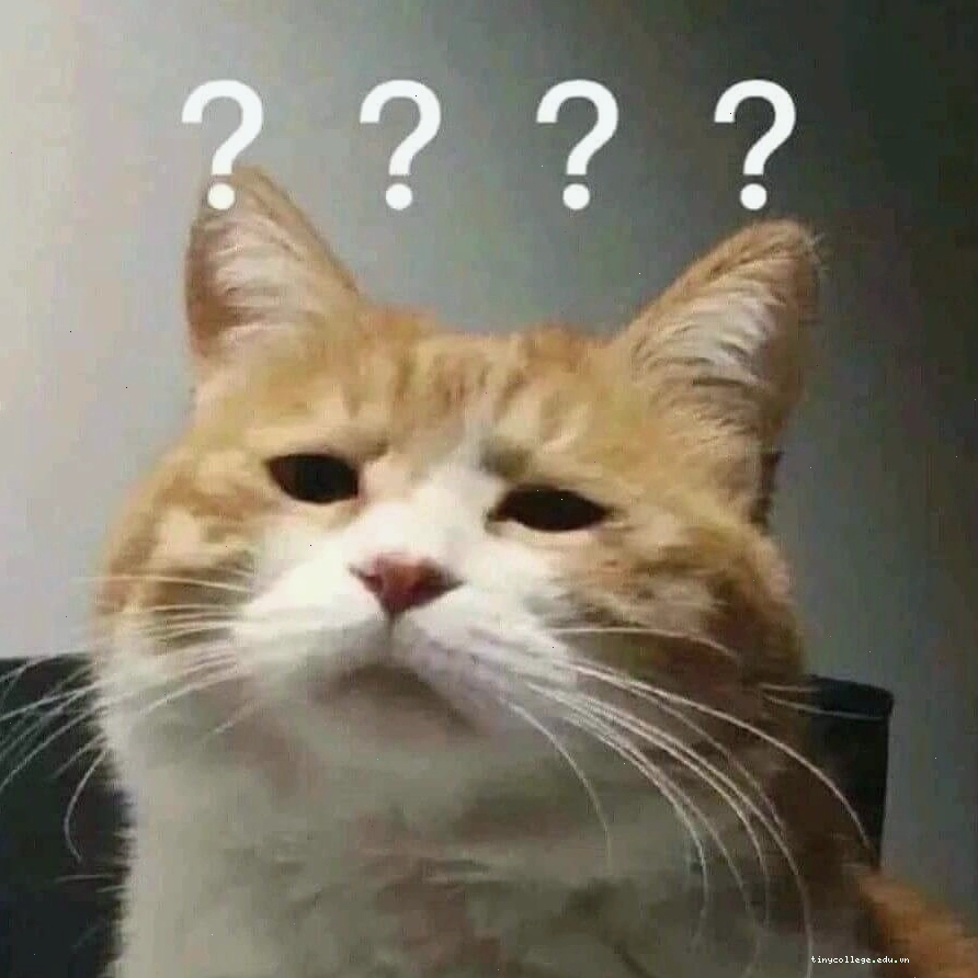 Mèo meme đang thể hiện sự bất mãn