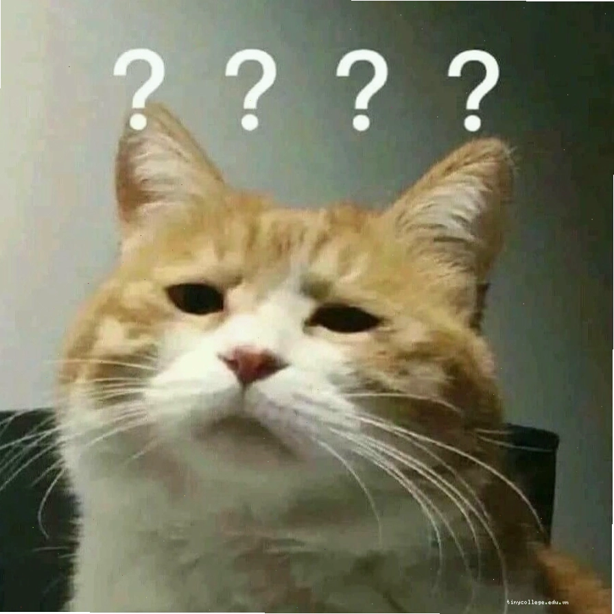Mèo meme hài hước với vẻ mặt hài lòng