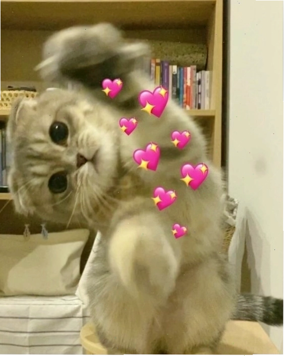 Mèo meme tinh nghịch