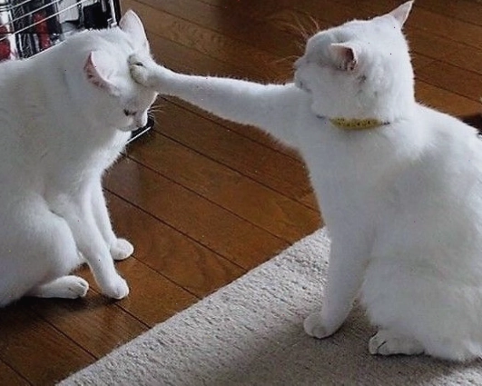 Mèo meme với biểu cảm hài hước