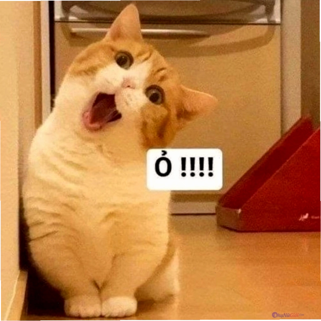 Mèo meme với biểu cảm khó hiểu