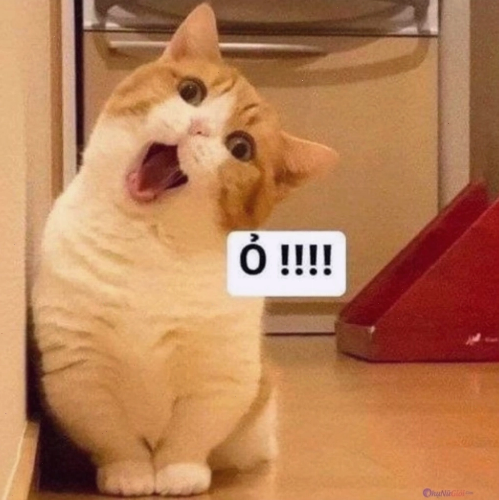 Mèo meme với biểu cảm ngộ nghĩnh