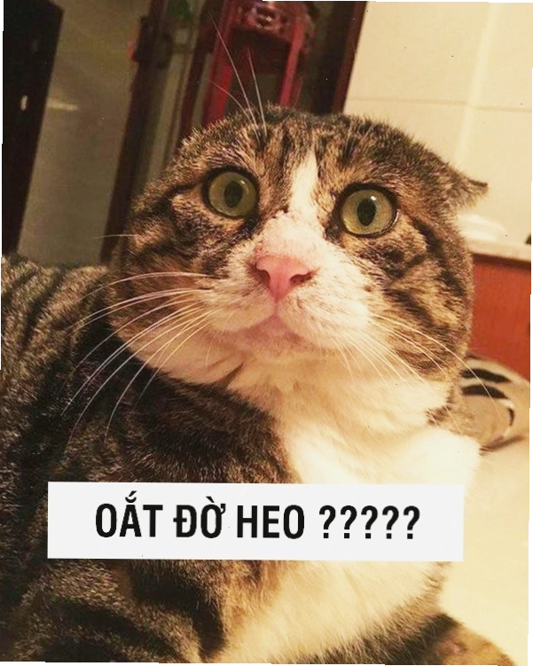 Mèo meme với vẻ mặt 