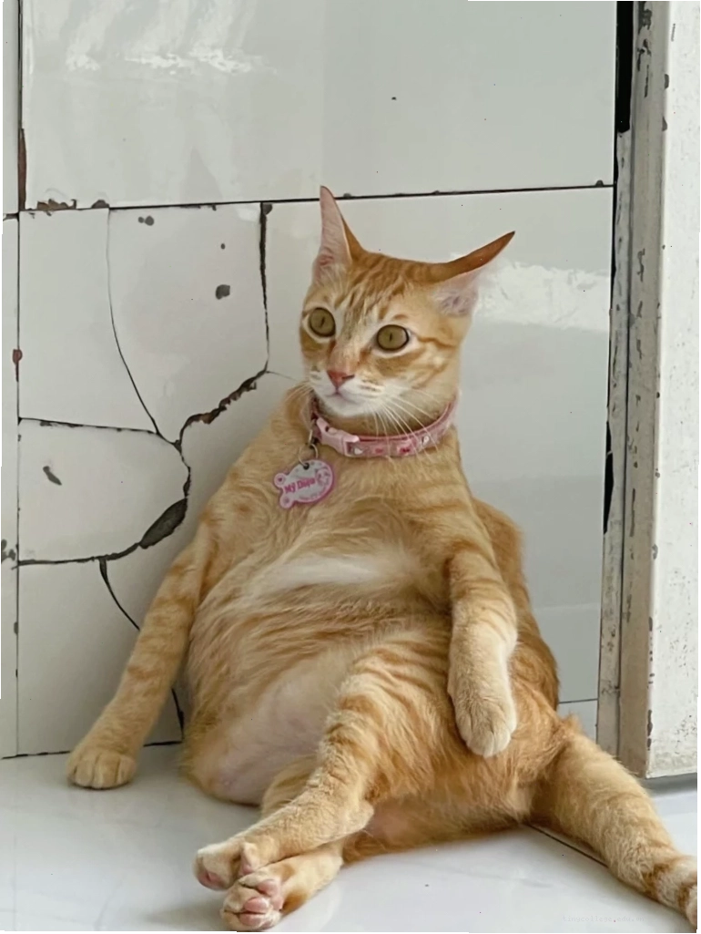 Mèo meme với vẻ mặt ngạc nhiên