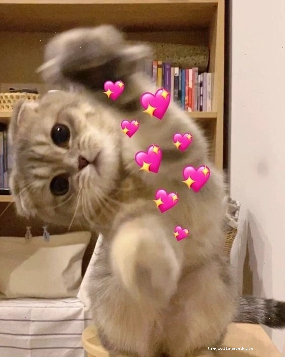 Mèo meme với vẻ mặt ngây thơ
