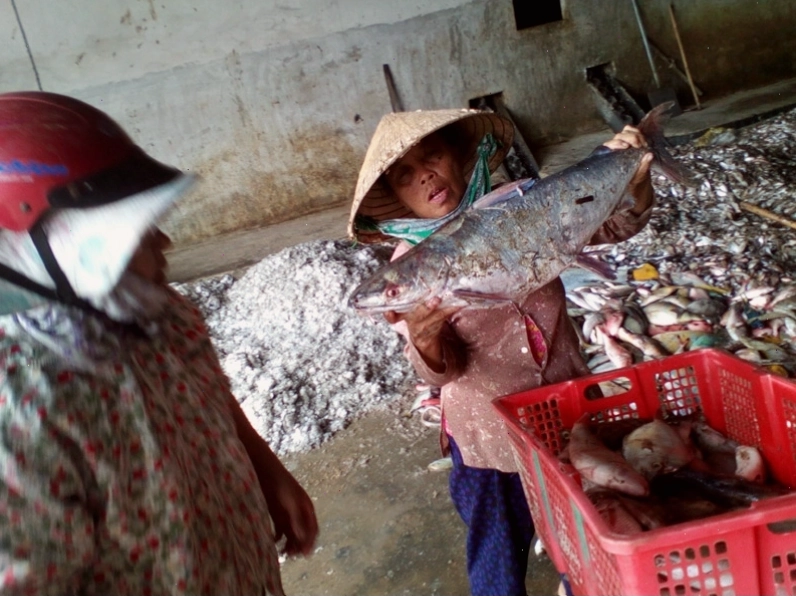 Mơ thấy bắt được nhiều cá đã chết
