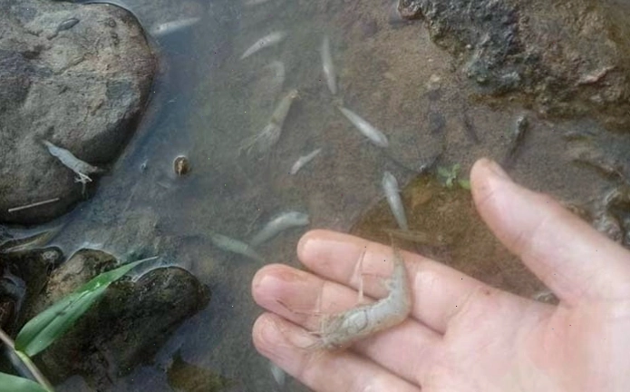 Mơ thấy bắt được tôm và cá đã chết là lời nhắc nhở về sự cẩn trọng