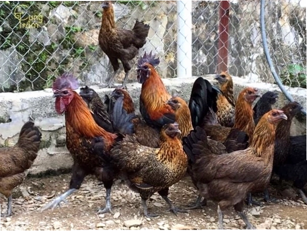 Mơ thấy đang bắt gà con