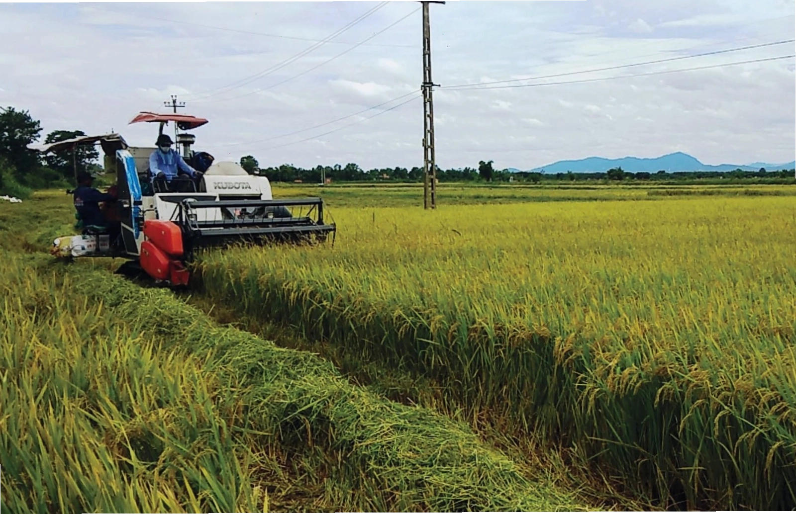 Mơ thấy mình đi gặt lúa cùng bạn bè trên đồng ruộng