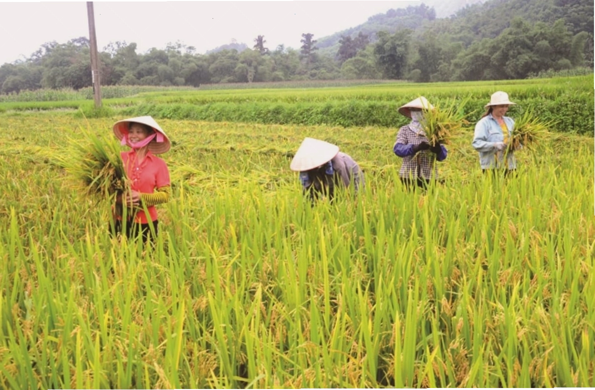 Mơ thấy mình đi gặt lúa và mang về nhà