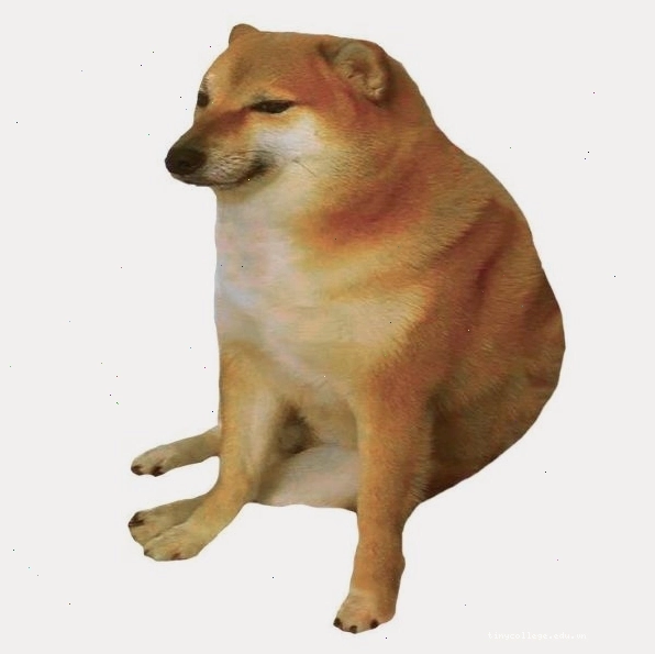 Một chú chó với biểu cảm ngộ nghĩnh, tạo nên meme chó sủa hài hước