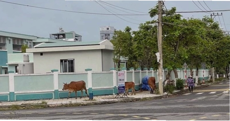 Một đàn bò đang chạy gây cảm giác hoang mang