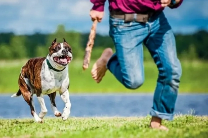 Nằm mơ thấy chó rượt đuổi là điềm gì và con số may mắn