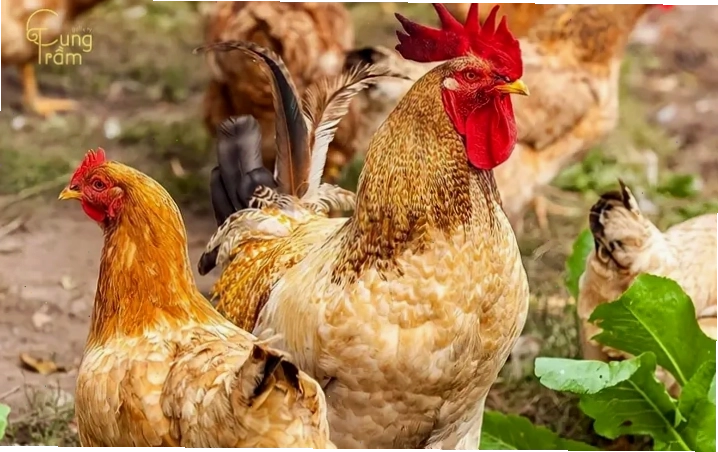 Nằm mơ thấy gà con đánh con gì