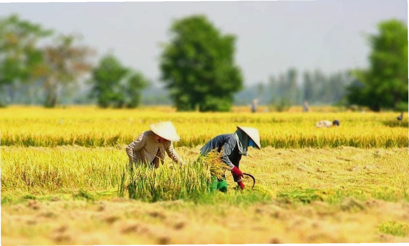 Nằm mơ thấy mình đi gặt lúa đánh đề con gì để trúng lớn?