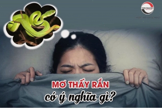 Nằm mơ thấy nhiều rắn là điềm báo bạn đang đối mặt với nhiều rắc rối