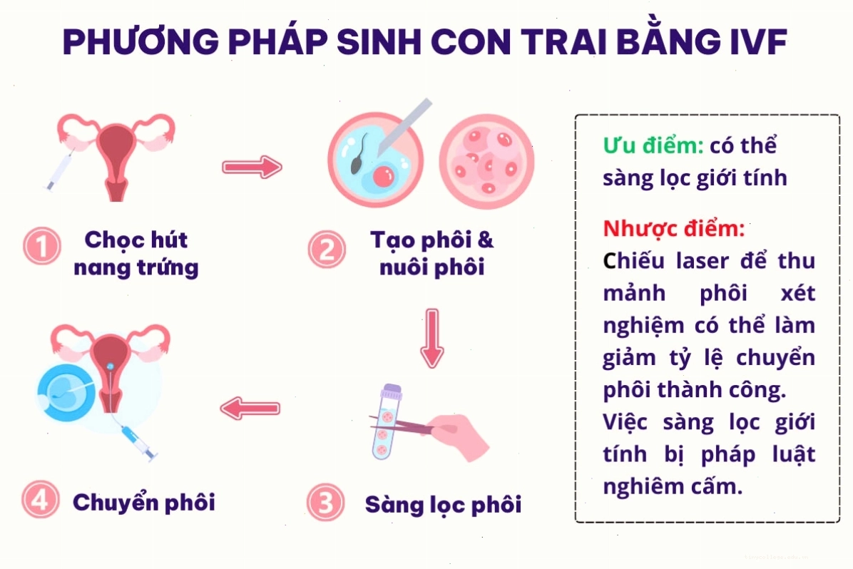 Quy trình thụ tinh trong ống nghiệm (IVF) tạo phôi bé trai