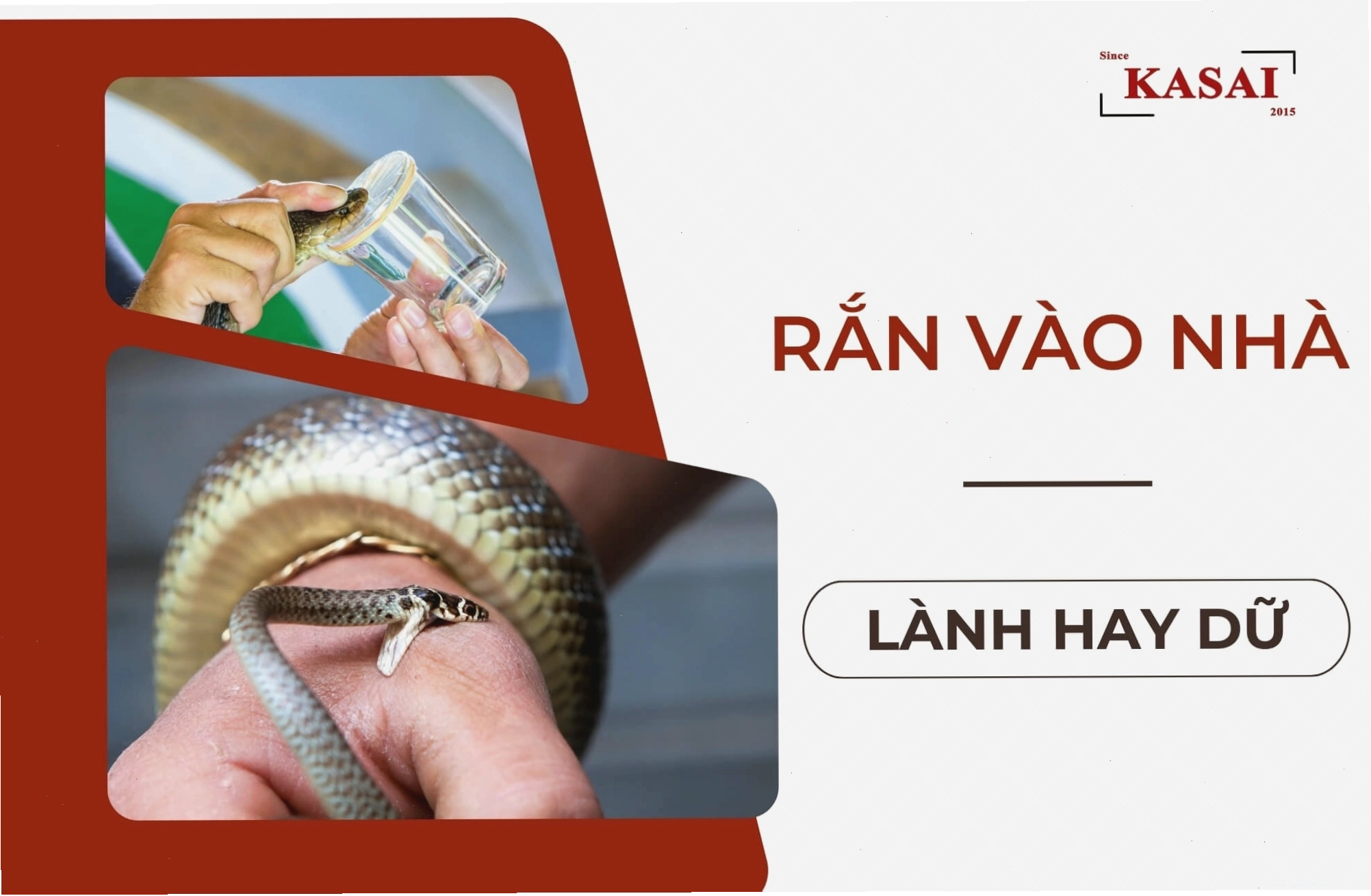 Rắn vào nhà lành hay dữ tùy thuộc vào chi tiết giấc mơ