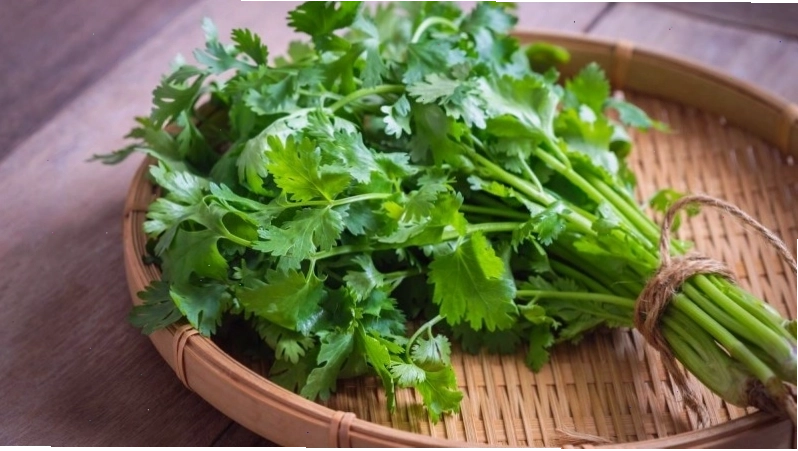 Rau mùi có đặc tính kháng viêm và tiêu sưng