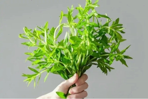 Rau ngổ giúp thanh nhiệt, lợi tiểu, đẩy sỏi ra bên ngoài