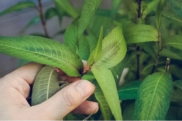 Rau răm có công dụng kháng khuẩn, kháng viêm hỗ trợ điều trị hắc lào