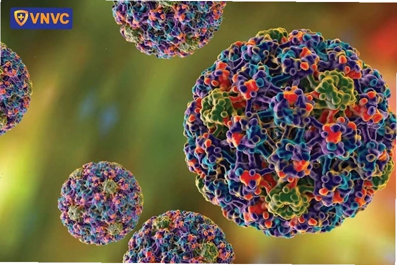 Virus HPV là nguyên nhân chính gây bệnh sùi mào gà