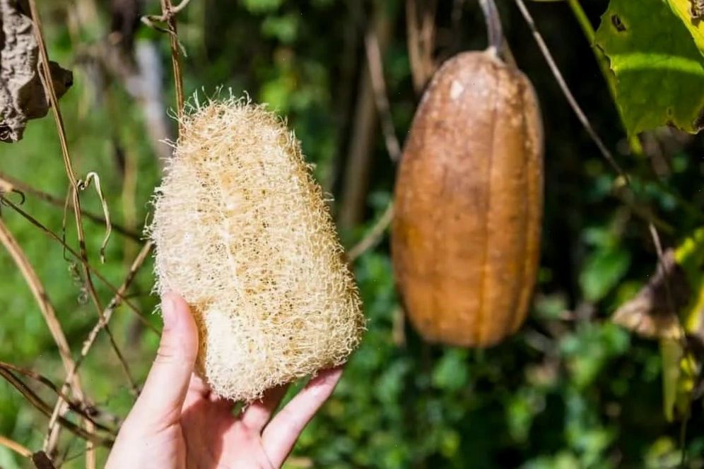 Xơ mướp có thể dùng làm thuốc hỗ trợ trị sa tử cung