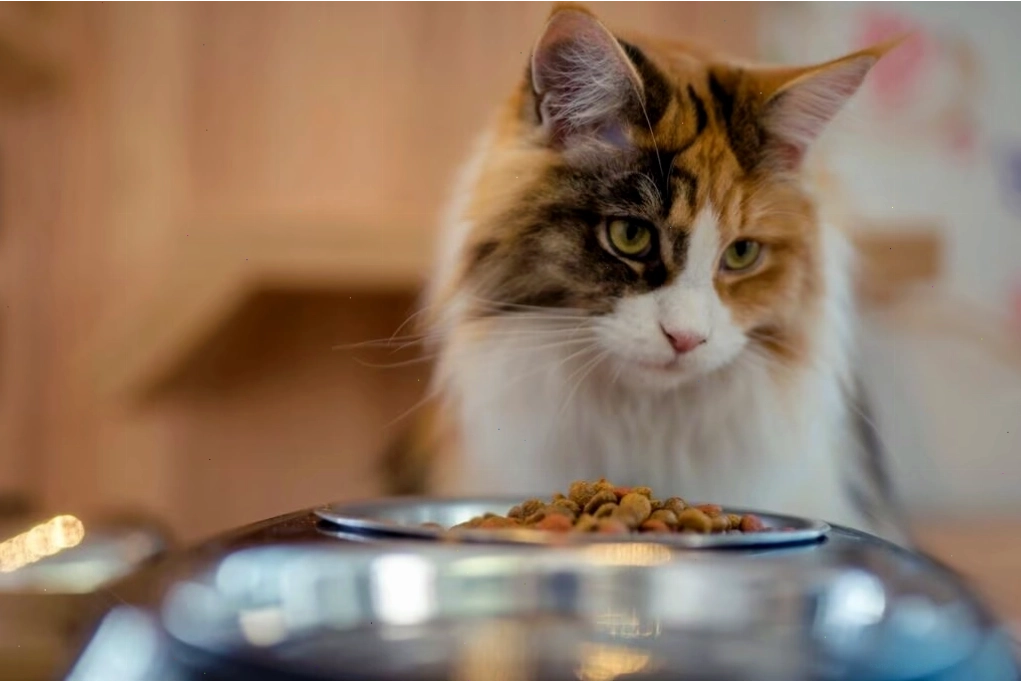 A senior cat looking closely at its food bowl during mealtime