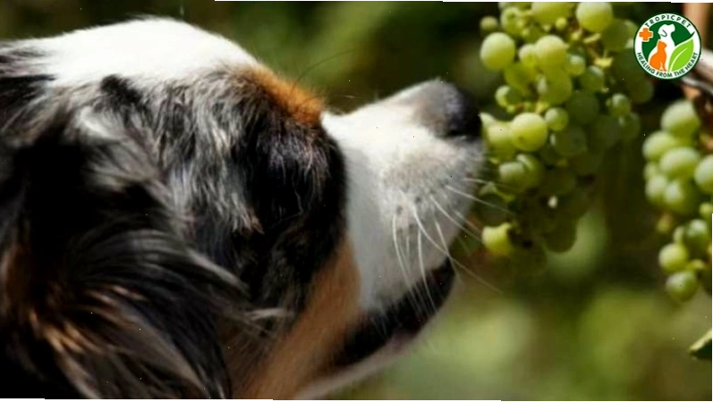 Khuyến cáo không nên cho chó ăn nho vì nguy cơ gây độc