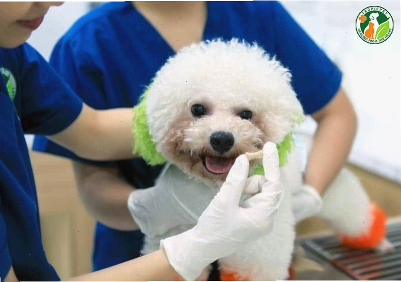 Tiêm phòng và tẩy giun định kỳ là cách bảo vệ chó hiệu quả nhất