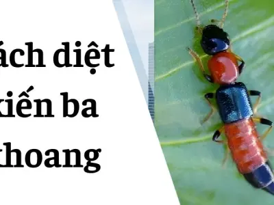Bí mật chưa kể cách diệt kiến ba khoang tại nhà siêu rẻ