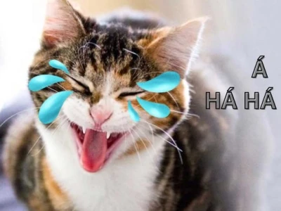 314+ Meme Cười Giải Trí Cực Hiệu Quả Cho Năm 2026