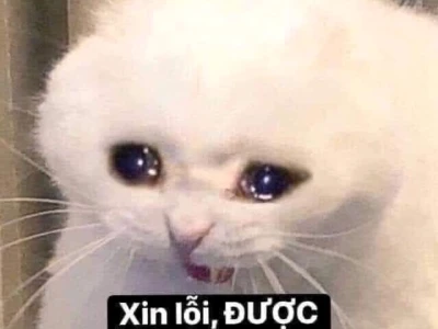 35+ Meme Xin Link Hài Hước Đòi Nguồn Video Tinh Tế
