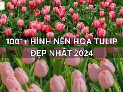 Chiêm ngưỡng vẻ đẹp "chill" với tuyển tập hình nền hoa tulip đẹp nhất 2026