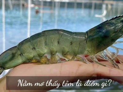 Giải mã giấc mơ bắt được nhiều tôm điềm lành hay dữ, đánh con gì?
