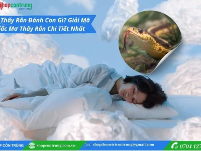 Giải mã giấc mơ thấy 2 con rắn quấn nhau: Điềm báo và con số may mắn