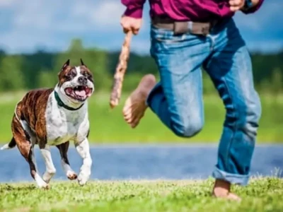 Giải Mã Giấc Mơ Thấy Chó Rượt: Điềm Lành Hay Dữ, Đánh Số Mấy?